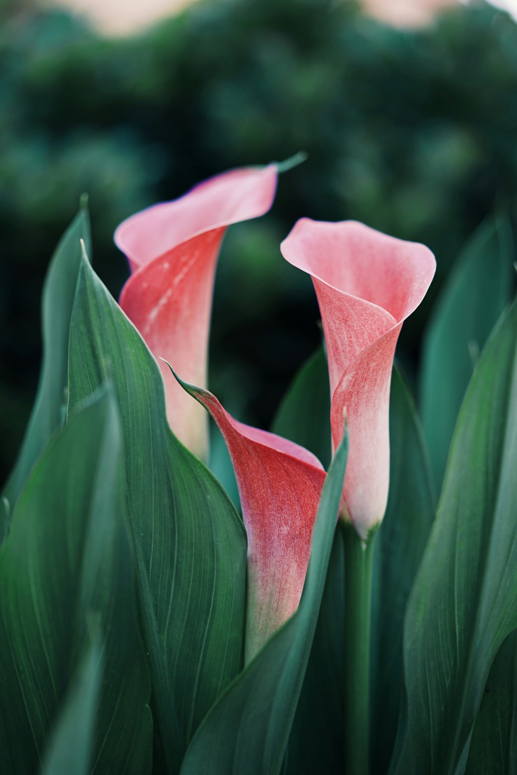 ethan-robertson-P86-JPbDnPY-unsplash