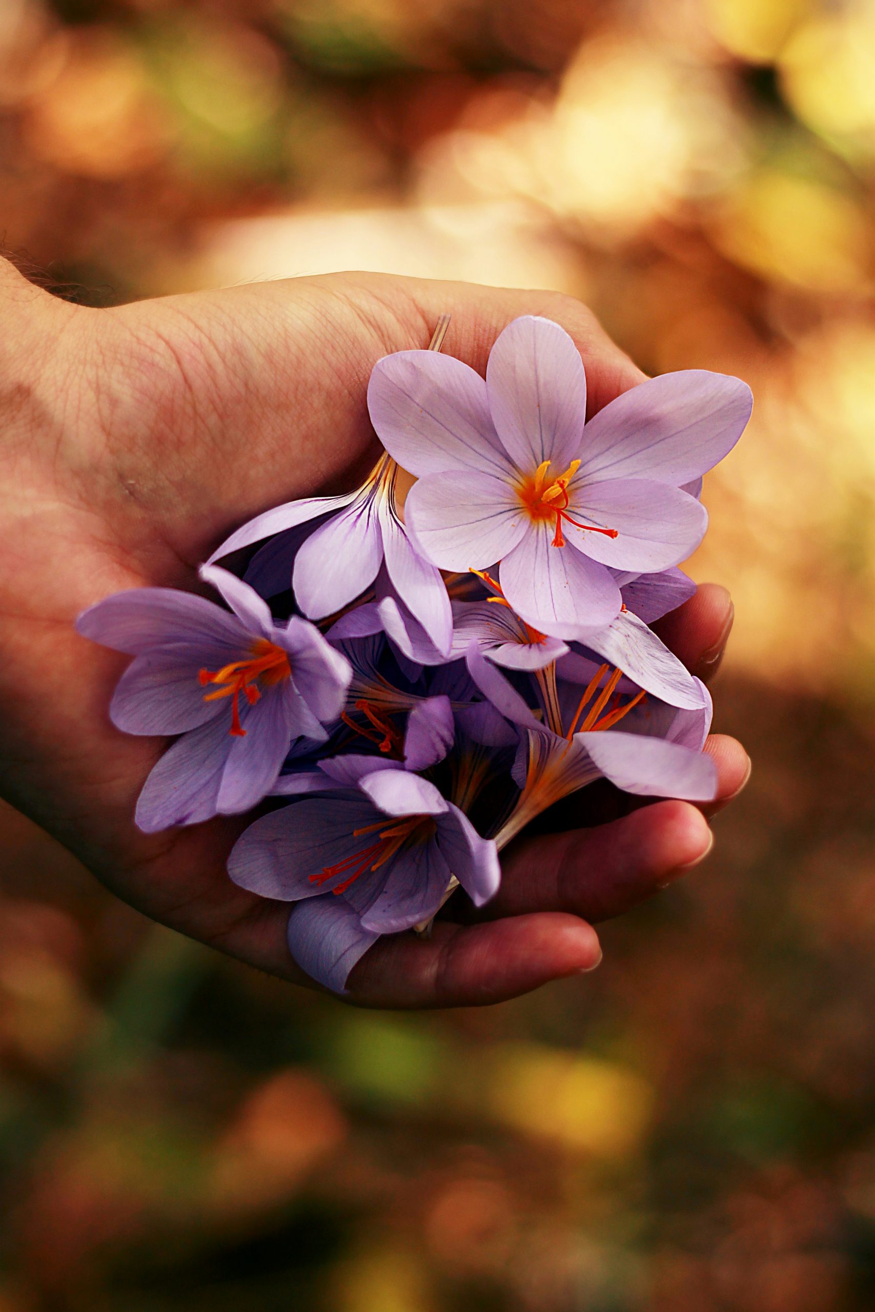 roberta-sorge-UvVVnUmW2mQ-unsplash