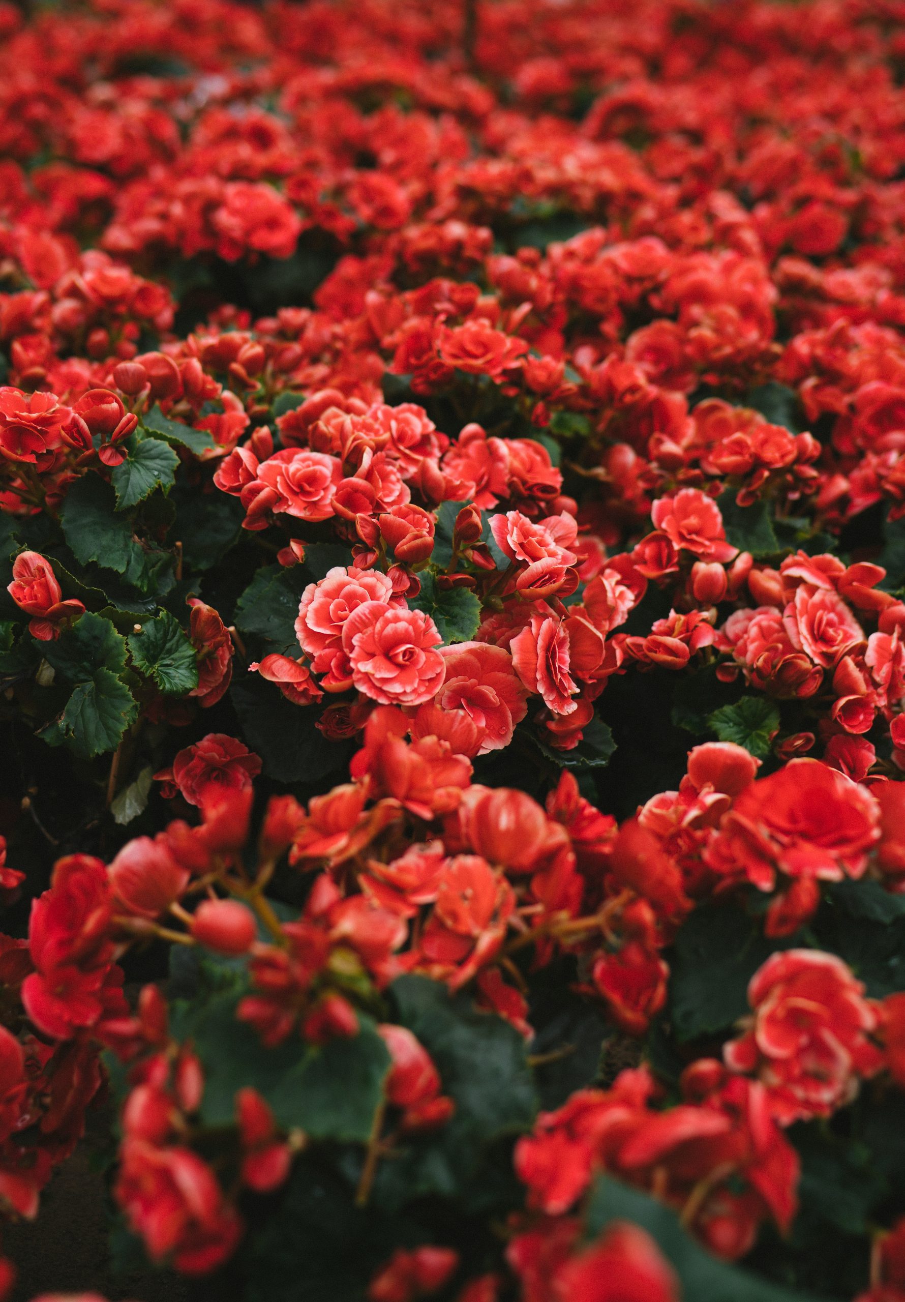 tuan-nguy-n-minh-pGr7g4l8EOI-unsplash
